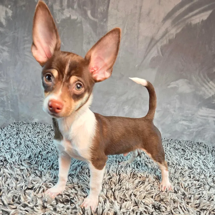 Male Chihuahua puppy named Chong for sale at Puppy Dreams - Junction City.