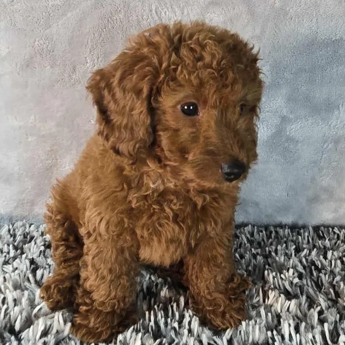 Male Mini Goldendoodle puppy named Oscar for sale at Puppy Dreams - Junction City.