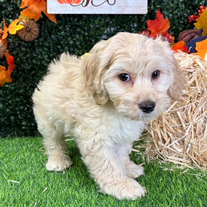 Male Cockachon puppy named Cider for sale at Puppy Dreams - Wichita West.