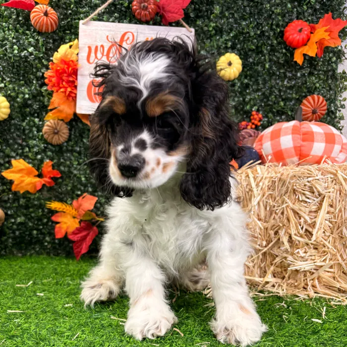 Male Cocker Spaniel puppy named Jerry for sale at Puppy Dreams - Wichita West.