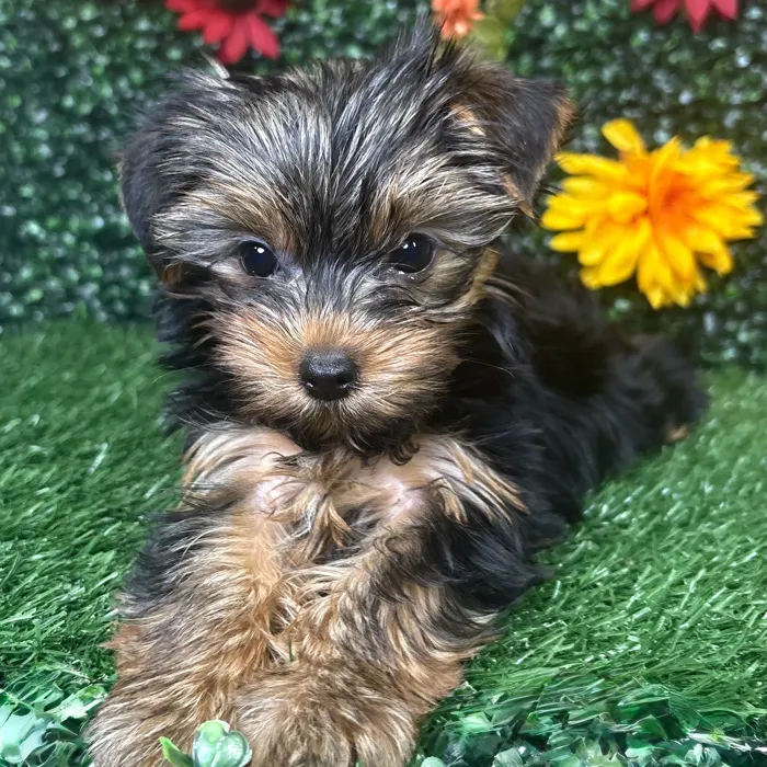 Female Yorkie puppy named Pebbles for sale at Puppy Dreams - Wichita West.