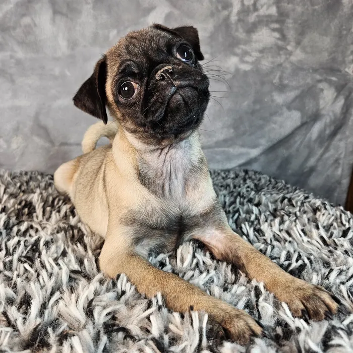 Female Pug puppy named Carly for sale at Puppy Dreams - Junction City.