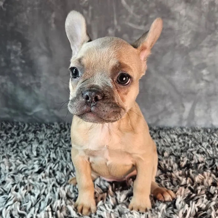 Female French Bulldog puppy named Violet for sale at Puppy Dreams - Junction City.