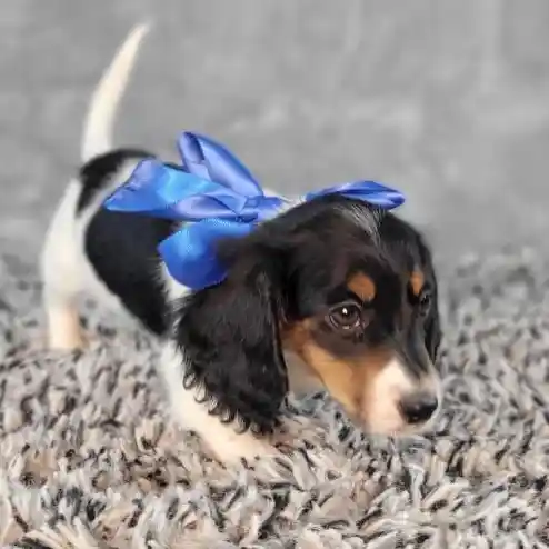 Male Dachshund puppy named General for sale at Puppy Dreams - Junction City.