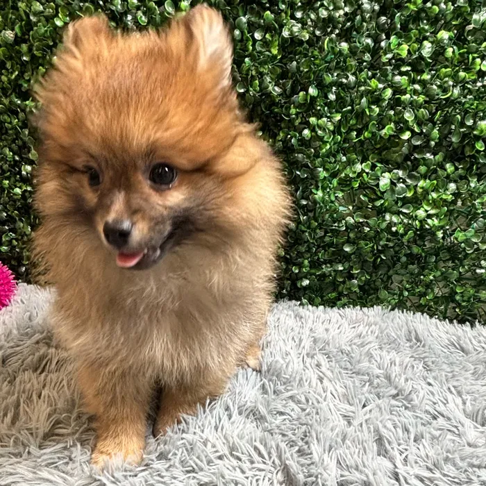 Male Pomeranian puppy named Corey for sale at Puppy Dreams - Wichita West.