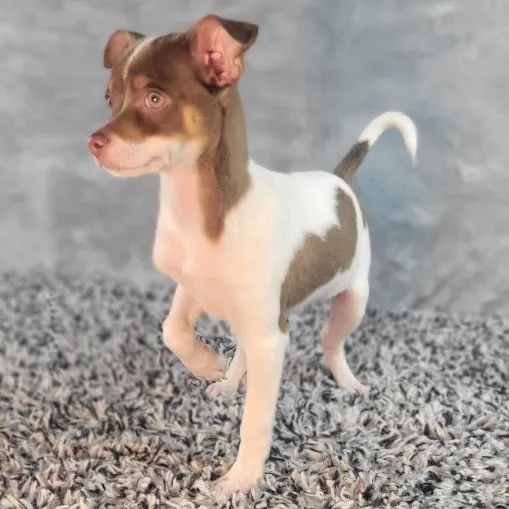 Male Chihuahua puppy named Thiago for sale at Puppy Dreams - Junction City.