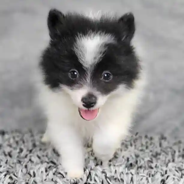 Male Pomeranian puppy named James for sale at Puppy Dreams - Junction City.
