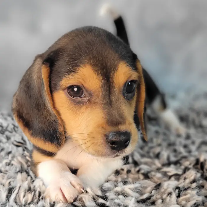 Male Beagle puppy named Buddy for sale at Puppy Dreams - Junction City.