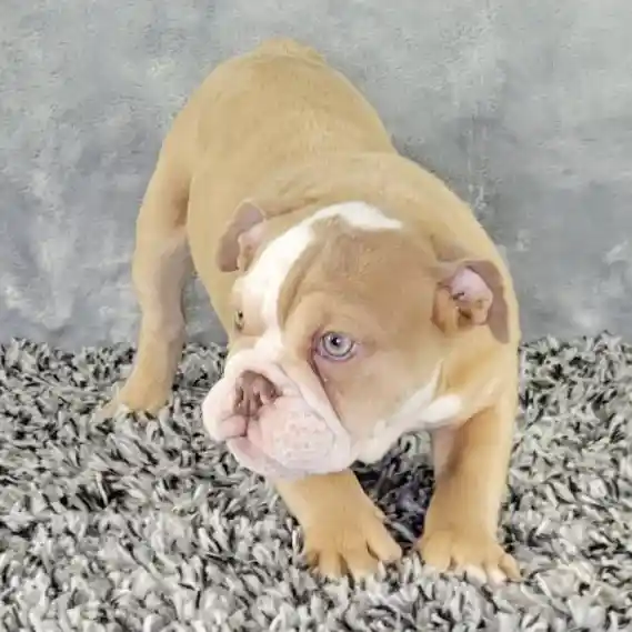Male English Bulldog puppy named Tony for sale at Puppy Dreams - Junction City.