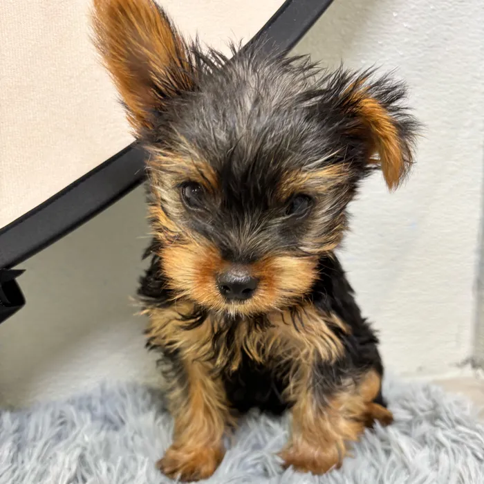 Male Yorkie puppy named Ronald for sale at Puppy Dreams - Wichita West.