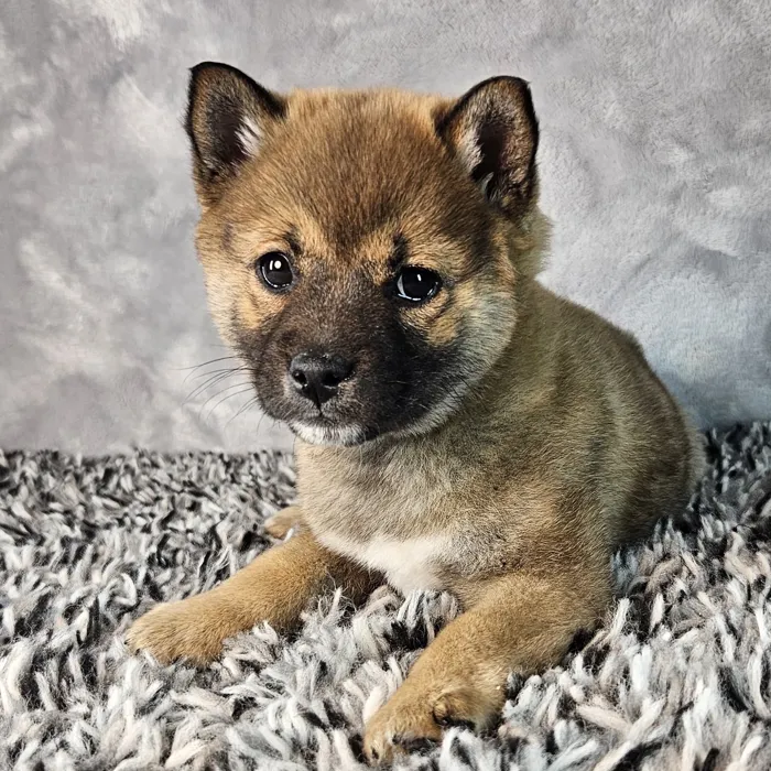 Male Shiba Inu puppy named Roo for sale at Puppy Dreams - Junction City.