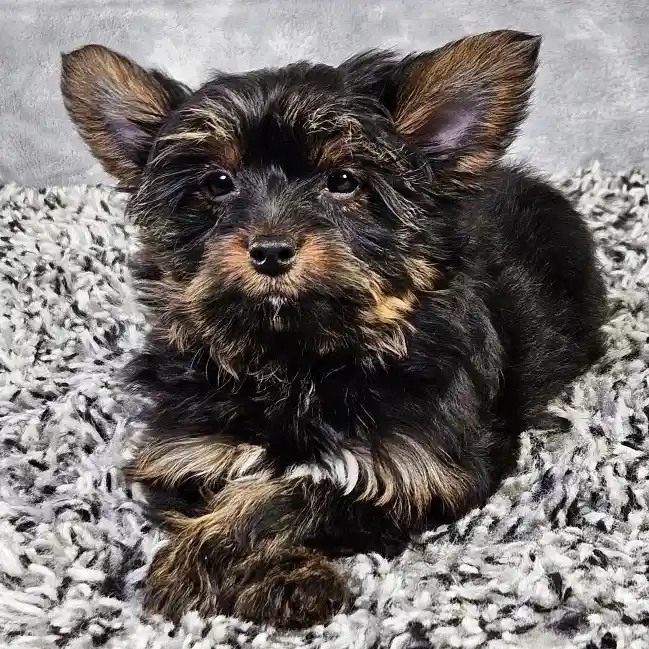Male Yorkie puppy named Bear for sale at Puppy Dreams - Junction City.