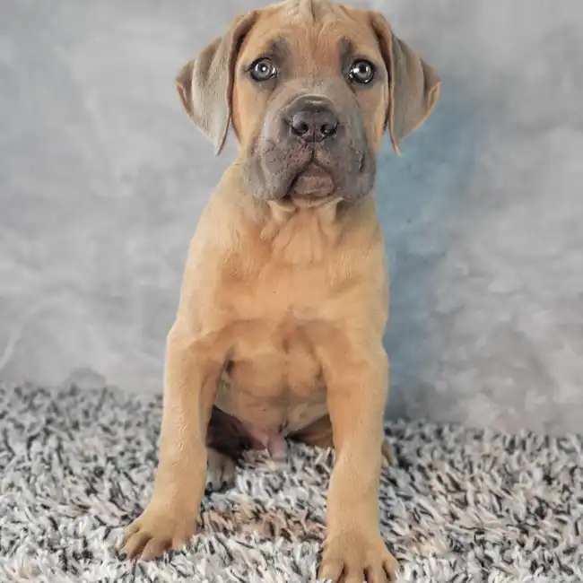 Male Cane Corso puppy named Hermes for sale at Puppy Dreams - Junction City.