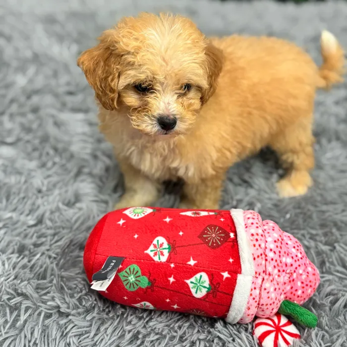 Male Bichon-Poodle puppy named Buttercup for sale at Puppy Dreams - Wichita West.