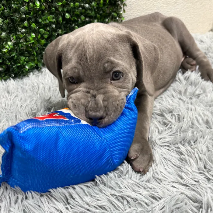 Female Cane Corso puppy named Vera for sale at Puppy Dreams - Wichita West.