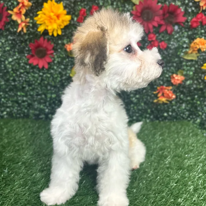 Male Bichon-Poodle puppy named Pluto for sale at Puppy Dreams - Wichita West.
