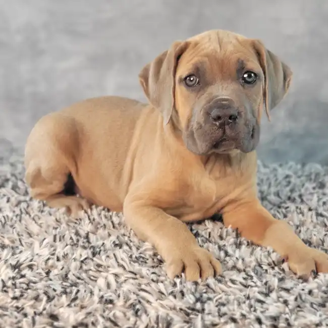 Male Cane Corso puppy named Hermes for sale at Puppy Dreams - Junction City.