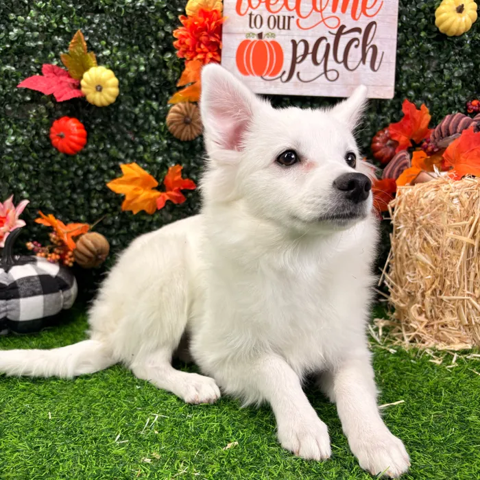 Female American Eskimo puppy named Blanca for sale at Puppy Dreams - Wichita West.