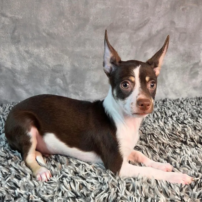 Male Chihuahua puppy named Cheech for sale at Puppy Dreams - Junction City.