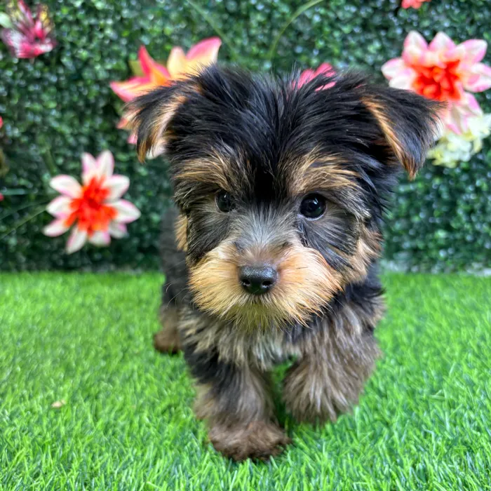Male Yorkie puppy named Bowie for sale at Puppy Dreams - Wichita West.