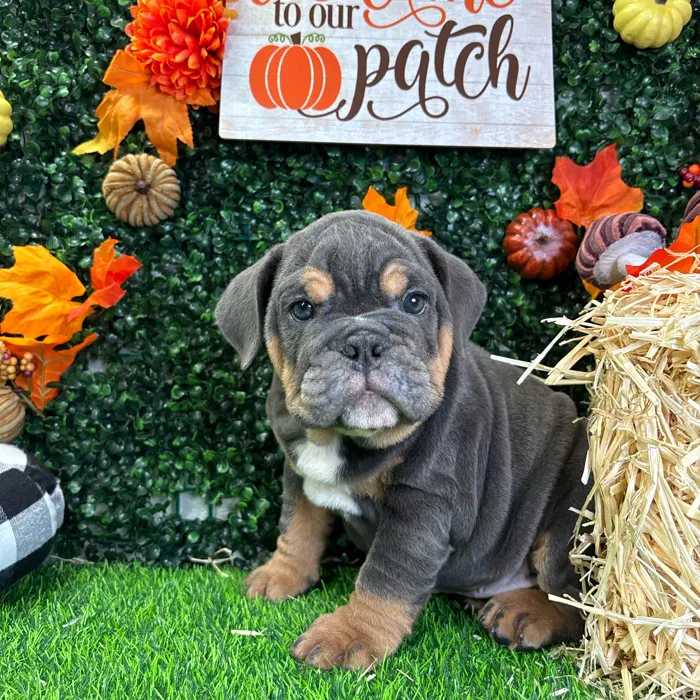 Male English Bulldog puppy named Hudson for sale at Puppy Dreams - Wichita West.