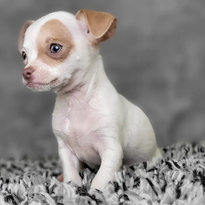 Male Chihuahua puppy named Jacob for sale at Puppy Dreams - Junction City.