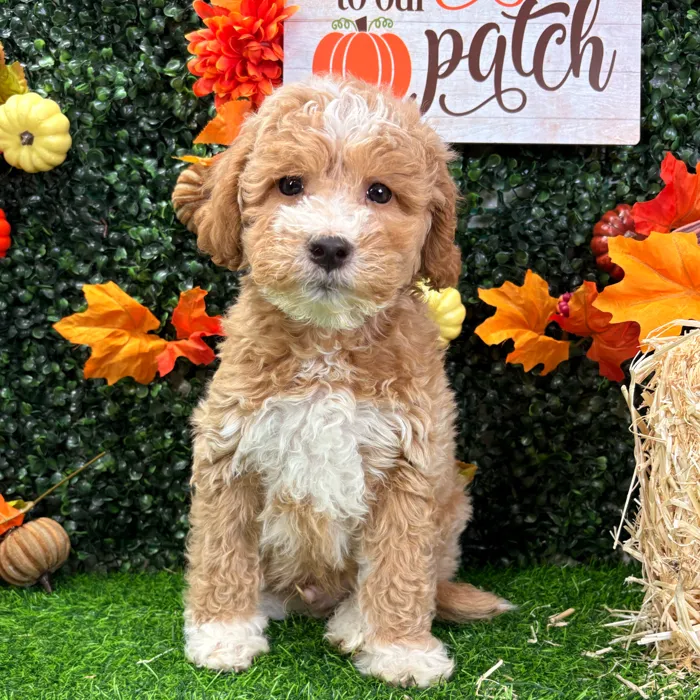 Male Mini Goldendoodle puppy named Boots for sale at Puppy Dreams - Wichita West.