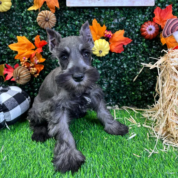 Male Mini Schnauzer puppy named Stitch for sale at Puppy Dreams - Junction City.