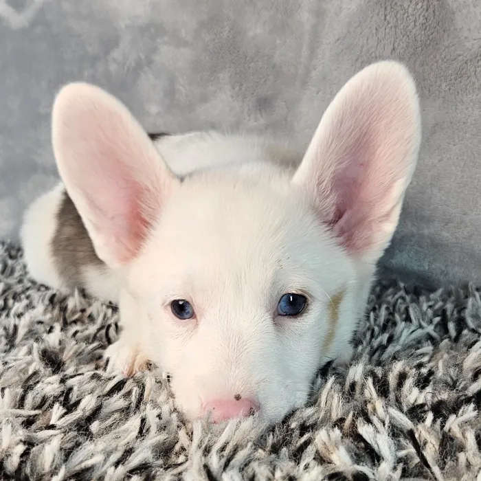 Male Welsh Corgi puppy named Cow for sale at Puppy Dreams - Junction City.