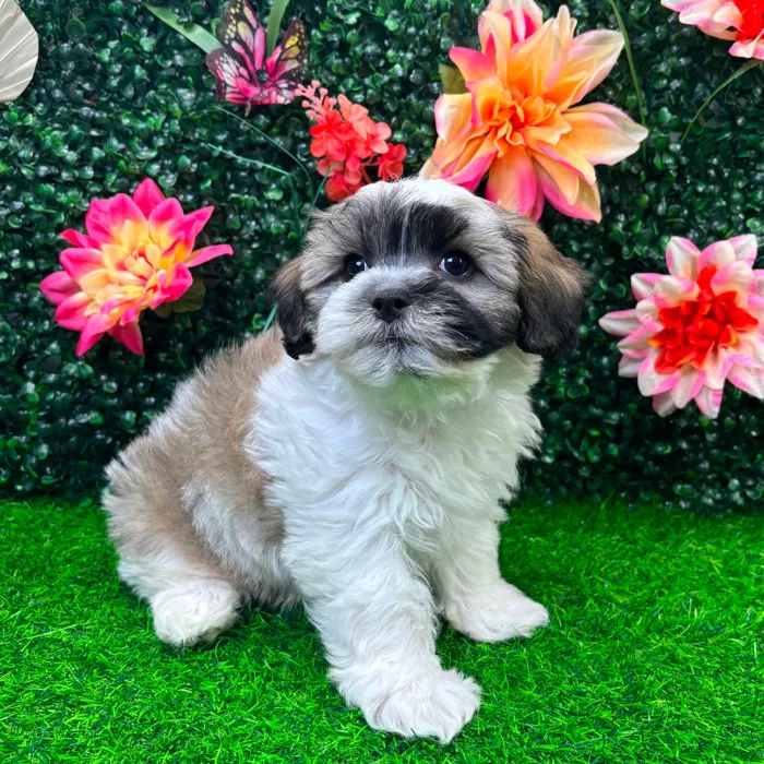 Male Teddy Bear puppy named Theo for sale at Puppy Dreams - Junction City.