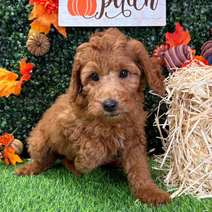 Female Mini Goldendoodle puppy named Rebel for sale at Puppy Dreams - Wichita West.