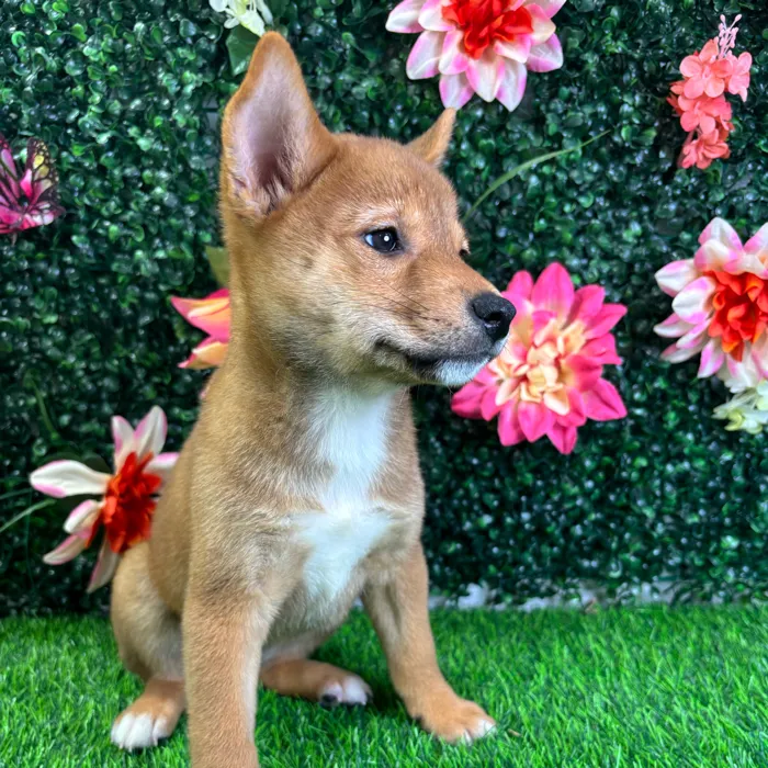 Female Shiba Inu puppy named Oni for sale at Puppy Dreams - Wichita West.