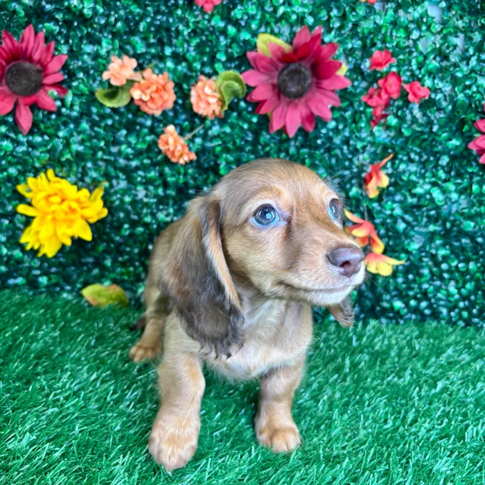 Female Mini Dachshund puppy named Dove for sale at Puppy Dreams - Junction City.