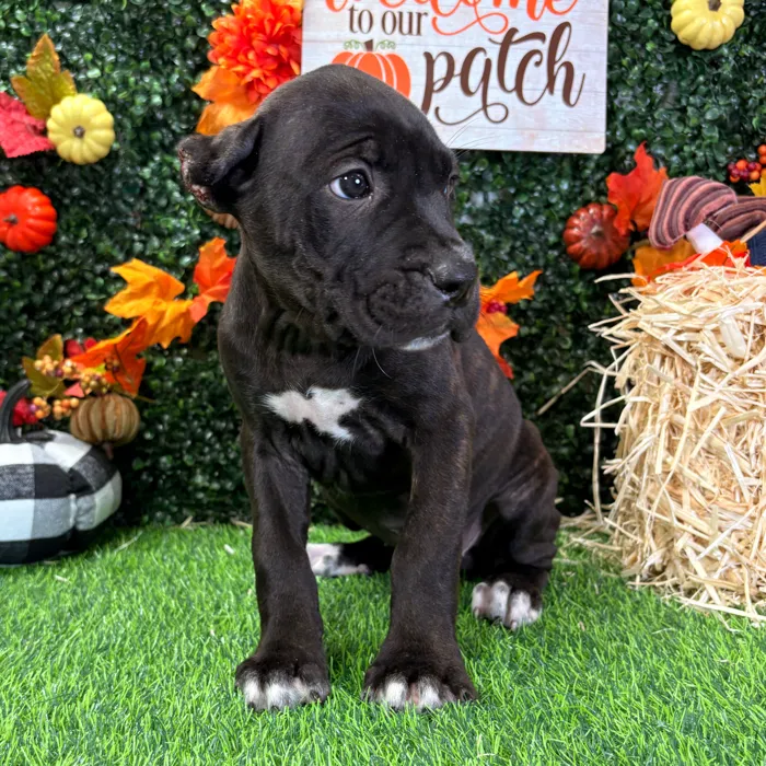 Female Cane Corso puppy named Zelda for sale at Puppy Dreams - Wichita West.