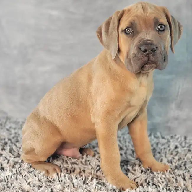 Male Cane Corso puppy named Hermes for sale at Puppy Dreams - Junction City.