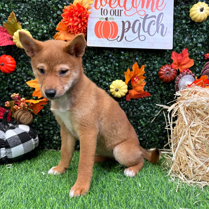 Female Shiba Inu puppy named Oni for sale at Puppy Dreams - Wichita West.