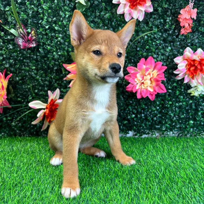 Female Shiba Inu puppy named Oni for sale at Puppy Dreams - Wichita West.
