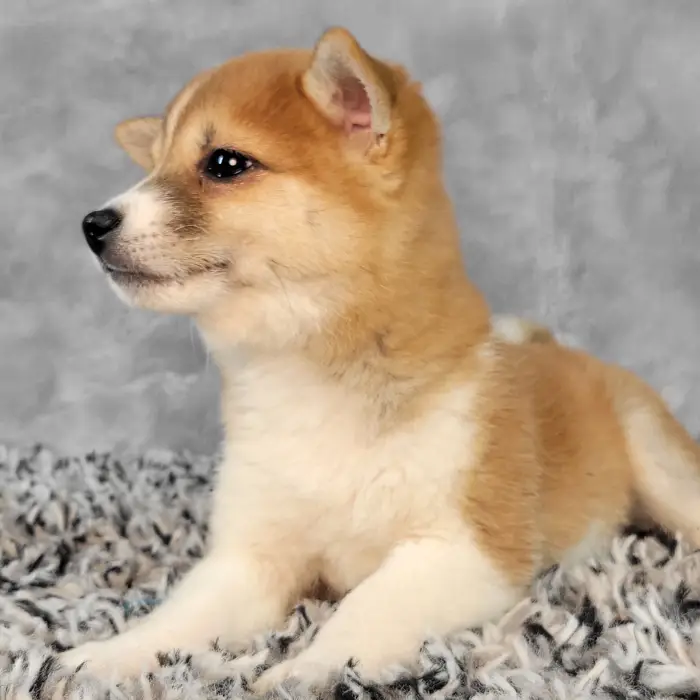 Female Shiba Inu puppy named Molly for sale at Puppy Dreams - Junction City.