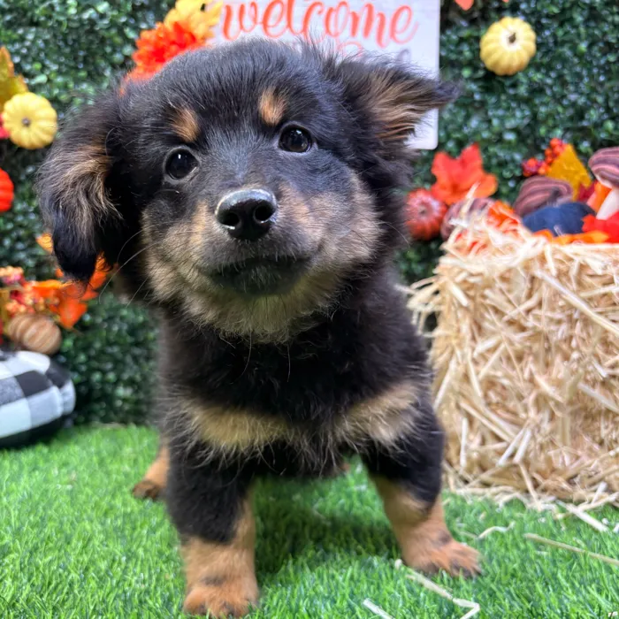Male Damaranian puppy named Bear for sale at Puppy Dreams - Wichita West.