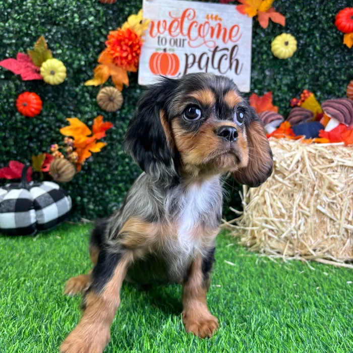 Male Cavalier King Charles Spaniel puppy named Pierre for sale at Puppy Dreams - Junction City.