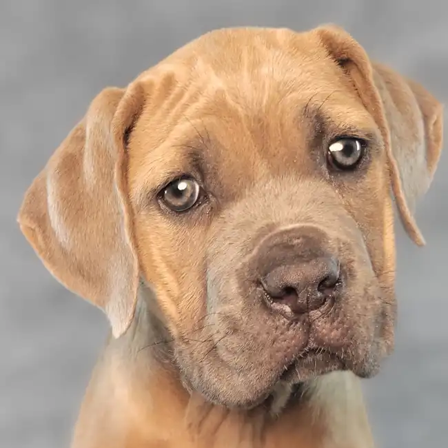 Male Cane Corso puppy named Hermes for sale at Puppy Dreams - Junction City.