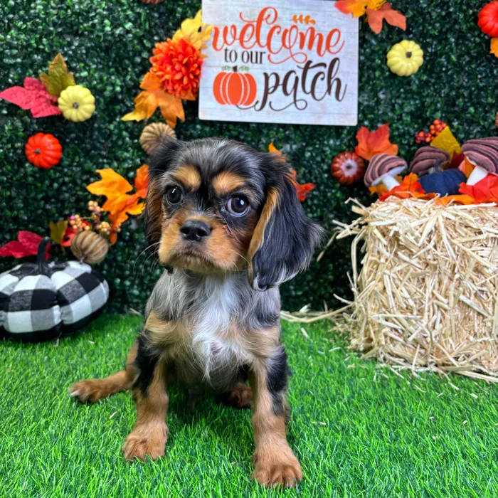 Male Cavalier King Charles Spaniel puppy named Pierre for sale at Puppy Dreams - Junction City.