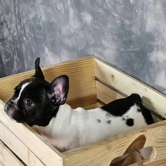 Male French Bulldog puppy named Elvis for sale at Puppy Dreams - Junction City.