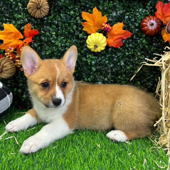Female Pembroke Welsh Corgi puppy named Lilo for sale at Puppy Dreams - Wichita West.