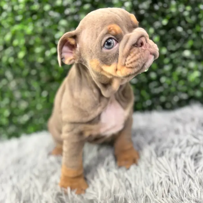 Female English Bulldog puppy named Dior for sale at Puppy Dreams - Junction City.