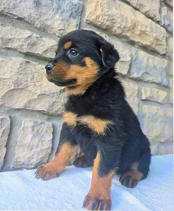 Male Rottweiler puppy for sale at Puppy Dreams - Wichita West.