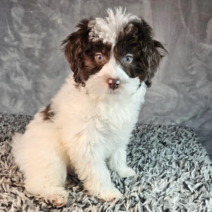 Male Schnoodle puppy named Patrick for sale at Puppy Dreams - Junction City.