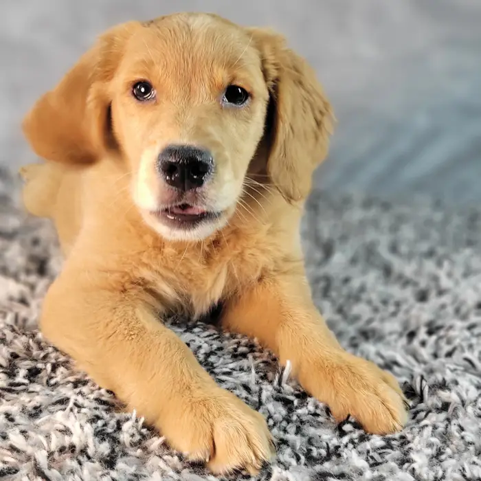 Male Golden Retriever puppy named Clay for sale at Puppy Dreams - Junction City.