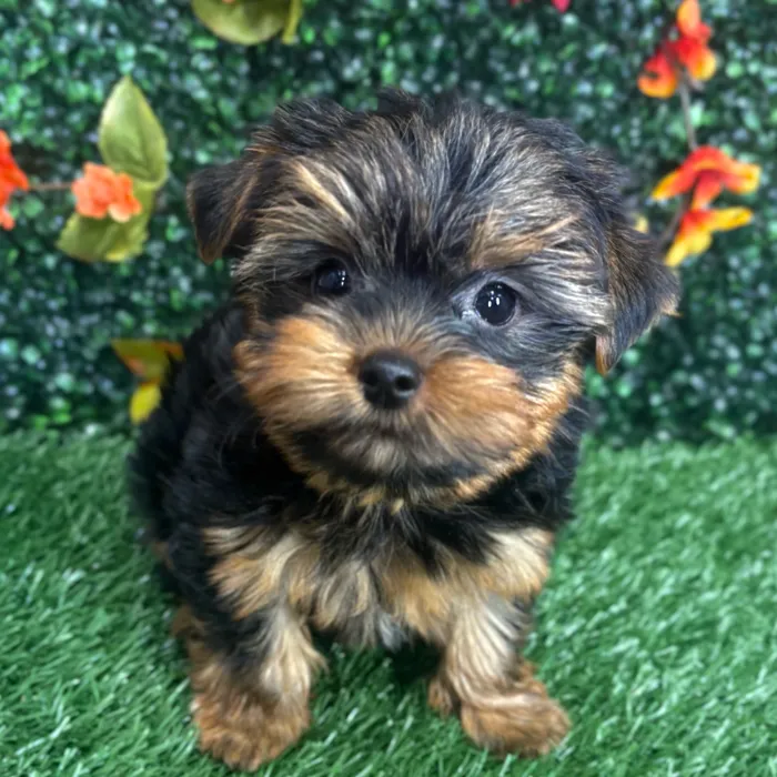 Male Yorkie puppy named Winston for sale at Puppy Dreams - Wichita West.