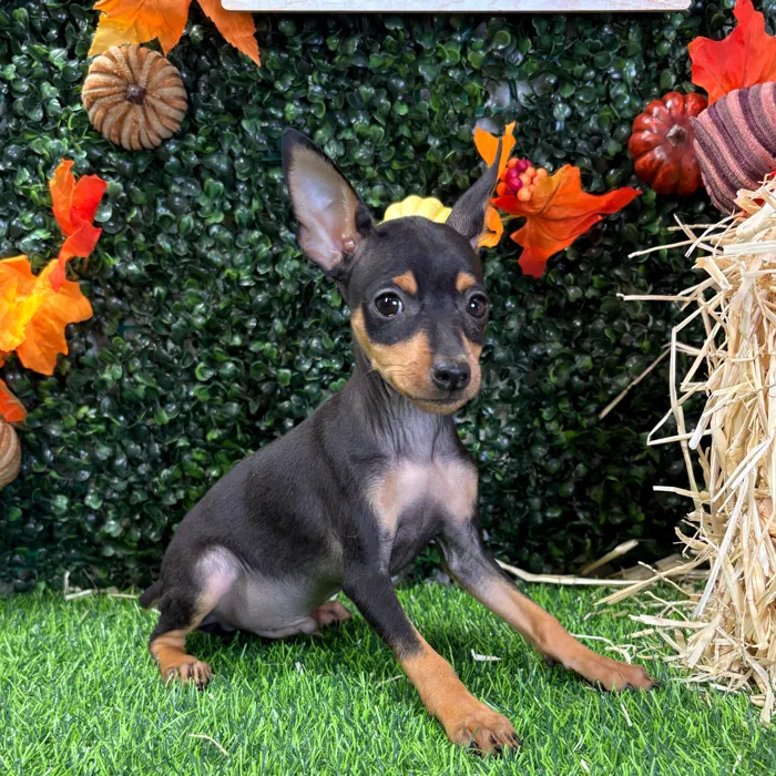 Male Min Pin puppy named Spike for sale at Puppy Dreams - Wichita West.